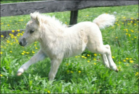 minihorse