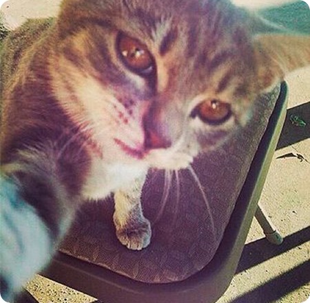 cat selfie