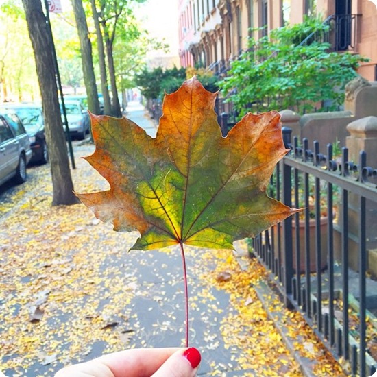 autumn in Brooklyn